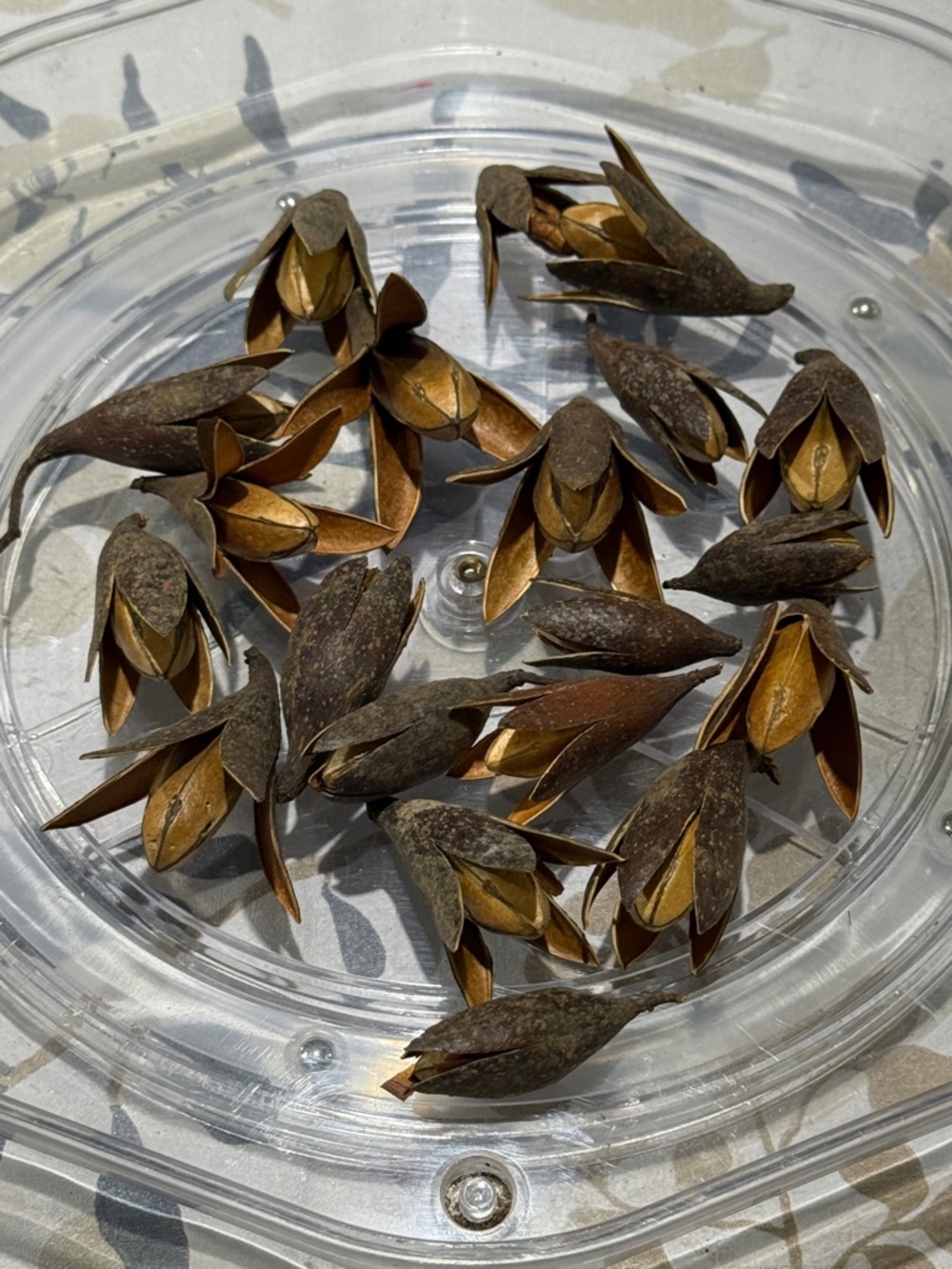 20 Natural Dried Seed Pods - Brown Decorative Accents